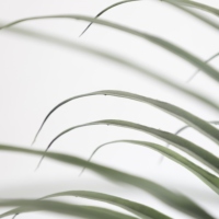 Plante pour pépinière, bonsaï artificiel, Dracaena, oiseaux, paradis, arbre, plastique imperméable, moderne, intérieur, vert, 100 pièces