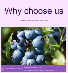 Purée <span class=keywords><strong>de</strong></span> Myrtilles 100% Pure Sans Sucre Pressée Fraîchement, Goût Aigre-Doux, en Boîte/Bouteille, Sans Additifs, <span class=keywords><strong>Jus</strong></span> <span class=keywords><strong>de</strong></span> Fruits en Vrac, Directement <span class=keywords><strong>de</strong></span> l'Usine - Product Image 5