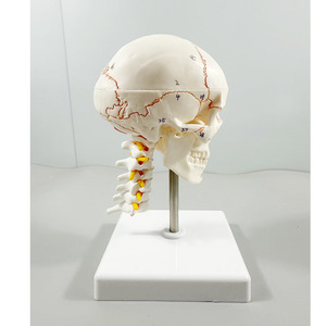 Modelo de cráneo humano coloreado SCIEDU, modelo de cráneo coloreado 1/2, diadema digital blanca, <span class=keywords><strong>banda</strong></span> para columna cervical, cerebro - Product Image 3