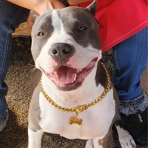 Chaîne pour chien en acier inoxydable 316L, maillons cubains, 13 mm, collier de luxe doré avec pendentif en forme d'os - Product Image 6