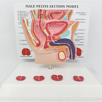 Modèle de la cavité abdominale masculine, modèle de la prostate, modèle des organes reproducteurs masculins, modèle d'anatomie humaine médicale, modèle de sciences médicales
