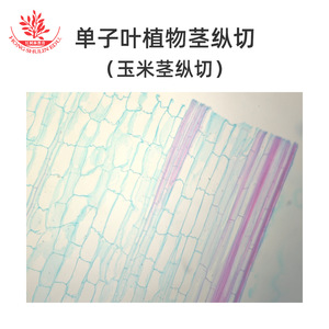 Observación microscópica y comprensión de las secciones transversales de tallos de monocotiles, como los tallos de maíz, típicas de las plantas monocotiles. - Product Image 4