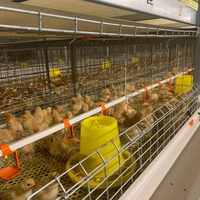Cage à poulets de chair automatique de type H TBB Cage à piles en plastique et en acier de nouvelle condition pour ferme avicole