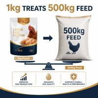 Additifs alimentaires pour la production d'œufs, améliore la qualité des coquilles d'œufs, stimulateurs avicoles haute performance, en vrac, OEM