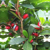 Extrait de Baie Miracle Entière Lyophilisée en Gros pour l'Agriculture – Fruit Miracle Lyophilisé