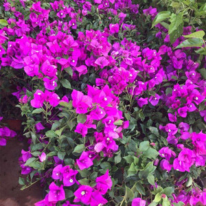 ดอกเฟื่องฟ้าประดิษฐ์ - Product Image 6