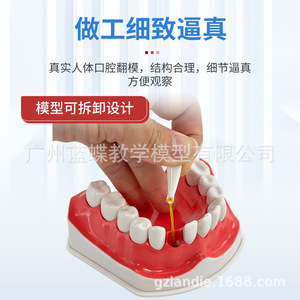 แบบจำลองฟัน วัสดุพีวีซี สำหรับการสอนทางการแพทย์ในโรงเรียน - Product Image 5