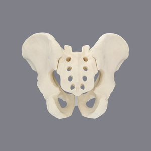 Modèle complet de bassin en mousse solide, spécimen pelvien humain simulé pour la formation en accouchement, en chirurgie orthopédique et en entraînement à la pratique. - Product Image 2