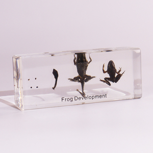 Hot Selling Acryl Kikker Levenscyclus Insect Presse Hars Specimen Educatief Speelgoed Voor De Middelbare School - Product Image 1