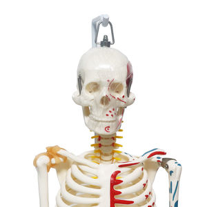 Halbmuskel-Halbband-Skelett modell FRT011 Hängendes menschliches Skelett modell Medizinisches Anatomie-Wirbelsäulen nerven wurzel modell - Product Image 3