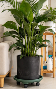 Plateau de déplacement à <span class=keywords><strong>roulettes</strong></span> en plastique, déplaceur de pots de fleurs robuste <span class=keywords><strong>avec</strong></span> roues, chariot de jardinage à base ronde stable - Product Image 2