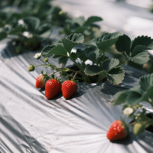 Film de paillage agricole à effet de serre en PE réfléchissant dégradable noir argenté pour utilisation protectrice des fraises - Product Image 3