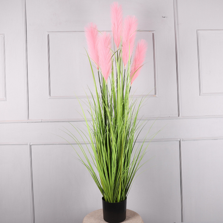 1.5-meter pink reed potted plant
