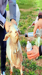 30 ml màu xanh tự động thú y ống tiêm cho cừu gia súc bò liên tục ăn-Tái sử dụng đa tiêm - Product Image 3