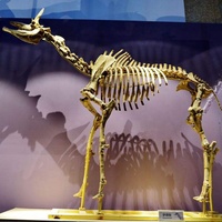 Squelette de cheval grandeur nature en acier et fibre de verre de haute qualité pour les expositions muséales, les parcs d'aventure et l'utilisation en intérieur