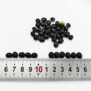 Venta directa <span class=keywords><strong>de</strong></span> fábrica Nueva cosecha Lenteja negra Frijol negro - Product Image 2