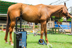 Taşınabilir pemf manyetik terapi cihazı Pmst döngü at manyetik terapi pemf makinesi - Product Image 5