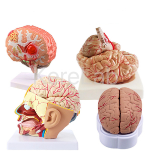 Anatomía órganos del <span class=keywords><strong>cuerpo</strong></span> <span class=keywords><strong>humano</strong></span> tamaño natural modelo de estructura del corazón - Product Image 4