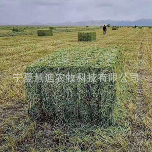Balles de foin d'avoine, fourrage vert en paquet pour bovins, ovins, chevaux, yaks et chameaux - Product Image 1