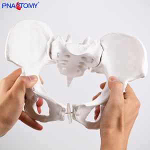 PNATOMY Modèle de squelette anatomique du bassin féminin grandeur nature (PVC)-Éducation aux sciences médicales Os pelviens Processus d'accouchement - Product Image 5