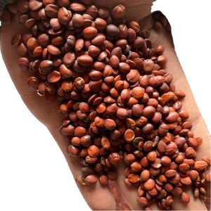Tè di Semi di Perilla Tostati, 100% Puro Naturale in Granuli, Alternativa Dimagrante al Tè Aromatizzato, Tisana Ecologica - Product Image 1