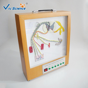 Modèles pédagogiques médicaux de haute qualité ; modèle électrodynamique de la composition et de la distribution des nerfs rachidiens ; enseignement biologique - Product Image 2