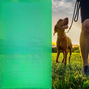 ODM/OEM Marque Privée Friandises à Mâcher pour Chiens pour les Hanches et les Articulations - Soutien à la Mobilité, Friandises Tendres avec Glucosamine et Vitamine D3 - Product Image 4