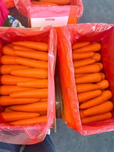 Rau quả tươi xuất khẩu Hữu Cơ màu đỏ vàng cà rốt hạt giống giá cho bán buôn tươi Cà rốt - Product Image 4