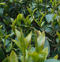 Thé Oolong Biologique Écologique du Yunnan Cangshan 2026, Vente au Détail et en Gros, Personnalisation Disponible