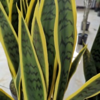 Plante artificielle en plastique de style nordique, Sansevieria en pot, pour la décoration de la maison, Noël et Nouvel An