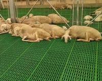 Panneau en plastique pour enclos à moutons, panneau en plastique épaissi, enclos à moutons, élevage de moutons, lit spécial pour livraison
