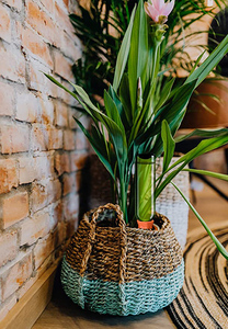 Fábrica al por mayor paquete de 4 PLANTA DE <span class=keywords><strong>riego</strong></span> picos automáticamente agua de interior y al aire libre de la planta, mientras que en <span class=keywords><strong>vacaciones</strong></span> - Product Image 4