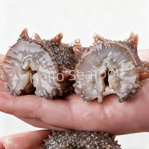 Pepino de Mar Seco Orgánico Rico en Nutrientes para Suplementos de Salud y Bienestar - Product Image 6