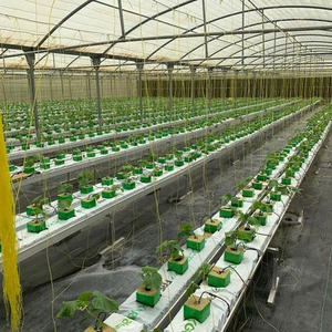 Système de <span class=keywords><strong>culture</strong></span> hors-sol et de substrat agricole, plantation en gouttière en PVC - Product Image 6