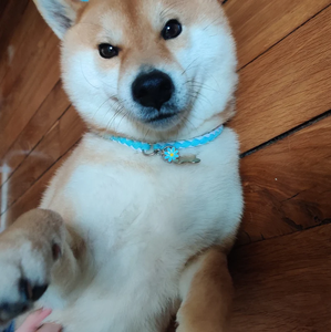 individuell günstig Hauskragen dünn rund geflochten hergestellt langlebig paracord hund katze kragen - Product Image 4