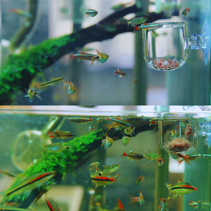 Alimentador de peces de gusano rojo para acuario, contenedor de comida flotante de acrílico transparente para peces - Product Image 6