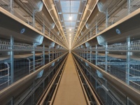 Système d'élevage avicole automatique pour 40 000 poulets, cages d'alimentation pour l'élevage de poulets, système de batterie en acier pour poules pondeuses de type H
