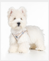 Harnais pour chien le plus populaire en maille super respirante avec imprimé dessin animé, sangle de poitrine anti-traction, réfléchissant pour l'extérieur, pour petits chiens, laisse, collier et sac à déjections