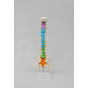 Mini columna vertebral humana de color Flexible anatómico de la columna vertebral modelo de esqueleto modelo de anatomía modelos de columna vertebral - Product Image 4