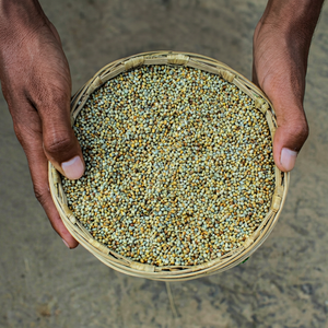 Millet perlé supergrain - Product Image 1