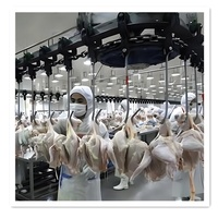Mingshun - Machine d'abattage de volailles semi-automatique avec ligne d'abattage de poulets - Vente chaude