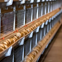 Nouvelle cage à poulets automatique à 3 niveaux de type H pour élevage avicole commercial, certifiée ISO CE, longue durée de vie
