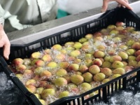 Vietnamese biologische premium zoete verse lychee met gladde schil en sterk aroma voor bulk exportorders