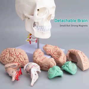 Khoa học y tế mô hình sọ người với xương cổ có thể tháo rời để giảng dạy mô hình não - Product Image 2
