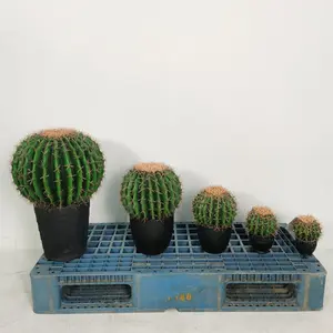 Simulation Prickly Pear Cactus Green Plant Pot Combination Landscape Plant Decorative Props Display Artificial Green Plant