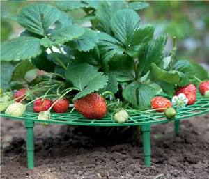 EVERGREEN Pot de support <span class=keywords><strong>pour</strong></span> fraises en plastique PP, minimaliste, imperméable et durable, <span class=keywords><strong>pour</strong></span> jardinage au sol - Product Image 5