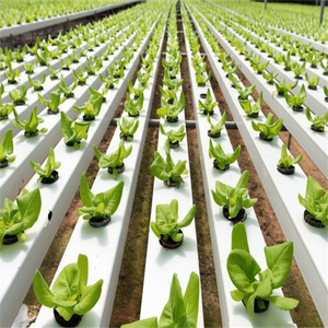 Sistemas automáticos de cultivo de invernadero hidropónico con bomba de canal NFT como componente central - Product Image 1