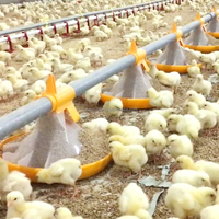 Mangeoires automatiques transparentes en plastique pour poulets de chair, pour élevage avicole ZZ