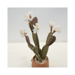 Commercio all'ingrosso di piccoli <span class=keywords><strong>cactus</strong></span> <span class=keywords><strong>artificiali</strong></span> con fiori bianchi in plastica in vaso succulenta pianta da tavola per interni esterni scrivania arredamento - Product Image 6