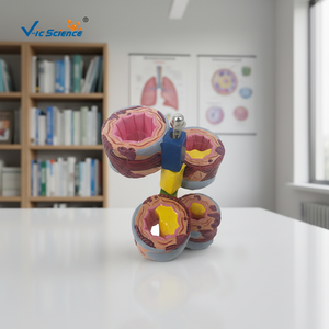 Modelo Anatómico Completo de Pulmón, 4 Piezas, Modelo de Anatomía del Bronquio, Modelo Anatómico Pulmonar - Product Image 2